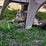 cat, tabby, grass, plastic_chair, outdoor, animal, pet, feline, resting, nature, greenery, curious, paw, ears, eyes, ground, sunlight, shadow, relaxing, closeup