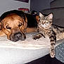 Jacky participe au concours pour gagner de l'argent avec cette photo : dog, cat, couch, blanket, indoor, pet, animal, relaxed, feline, canine, tabby_cat, brown_dog, furniture, resting, companion, household, cozy, domestic, mammal, living_room