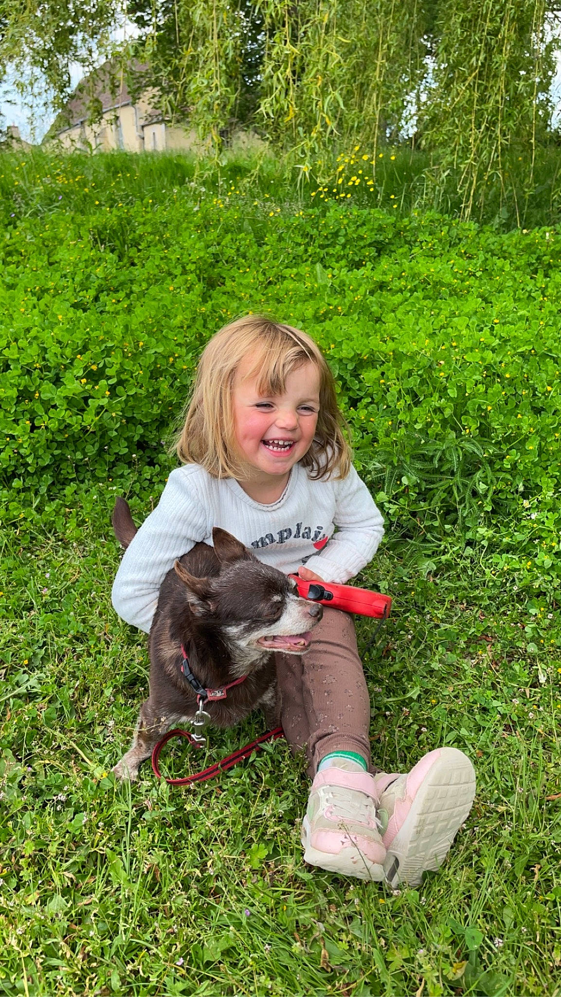 Mia participe au concours pour gagner de l'argent avec cette photo : carnivore, companion_dog, dog_breed, fawn, garden, grass, grassland, green, groundcover, happy, joy, lawn, leaf, meadow, people_in_nature, person, plant, prairie, smile, terrestrial_animal