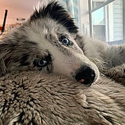 Sky is registered to the contest to win money with this photo: dog, blue_eyes, fluffy, close_up, resting, blanket, indoor, window, curtains, soft_texture, pet, animal, snout, fur, cozy, relaxed, portrait, domestic, cute, companion