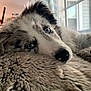 dog, blue_eyes, fluffy, close_up, resting, blanket, indoor, window, curtains, soft_texture, pet, animal, snout, fur, cozy, relaxed, portrait, domestic, cute, companion