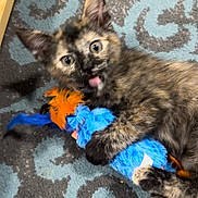 Leif is registered to the contest to win money with this photo: kitten, cat, toy, feathers, blue, orange, carpet, playful, pet, animal, fur, paws, indoor, cute, young, feline, pattern, closeup, claw, mischievous