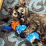 kitten, cat, toy, feathers, blue, orange, carpet, playful, pet, animal, fur, paws, indoor, cute, young, feline, pattern, closeup, claw, mischievous