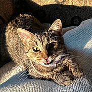 Panda joined the competition — help win amazing prizes! cat, tabby, pet, feline, collar, whiskers, paw, fur, indoor, blanket, texture, sunlight, shadow, relaxed, animal, cute, closeup, resting, domestic, expression
