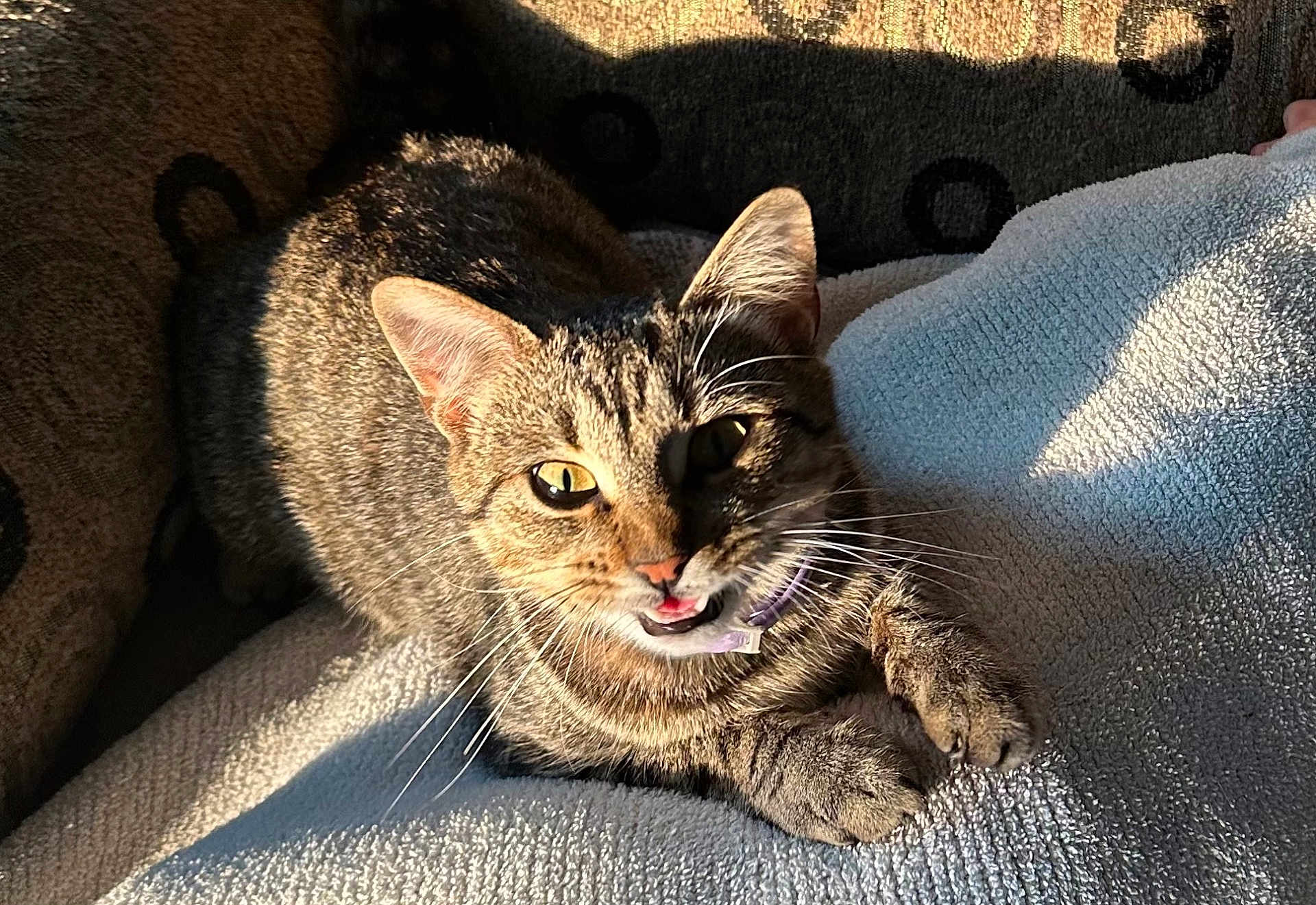 Panda joined the competition — help win amazing prizes! cat, tabby, pet, feline, collar, whiskers, paw, fur, indoor, blanket, texture, sunlight, shadow, relaxed, animal, cute, closeup, resting, domestic, expression