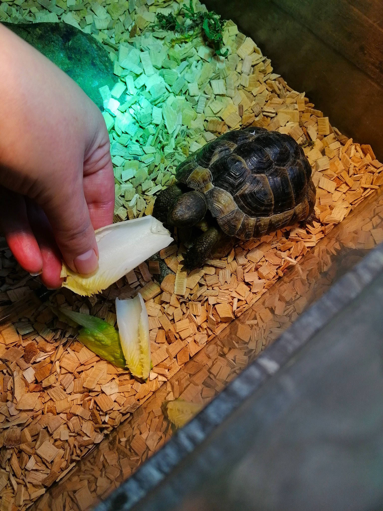 Bétenboite a rejoint le concours — aidez-le/la à gagner de superbes lots ! box_turtle, eastern_box_turtle, geoemydidae, gopher_tortoise, hand, pond_turtle, reptile, soil, tortoise, turtle