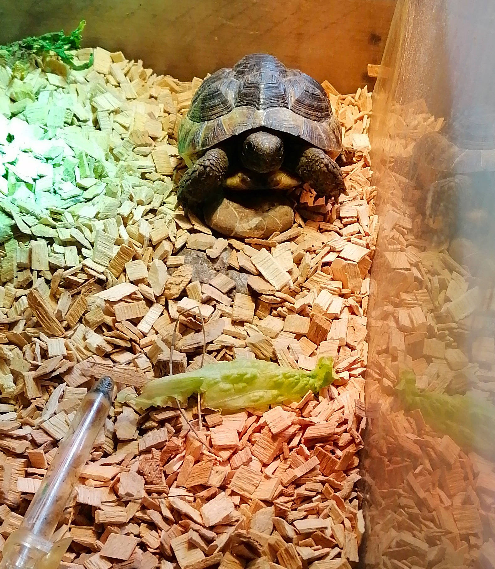 Bétenboite participe au concours pour gagner de l'argent avec cette photo : adaptation, box_turtle, common_snapping_turtle, geoemydidae, gopher_tortoise, pond_turtle, reptile, tortoise, turtle