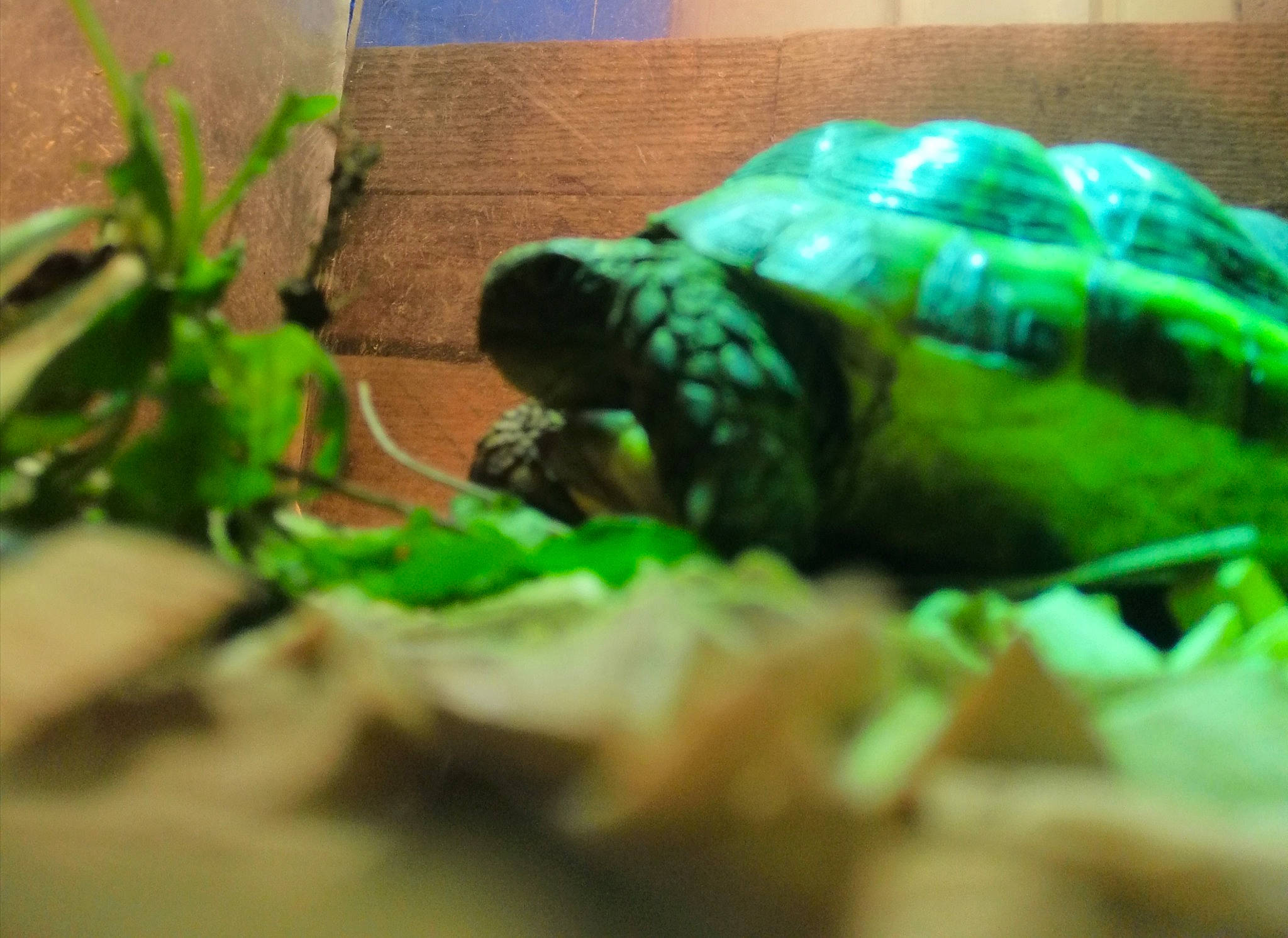 Bétenboite a rejoint le concours — aidez-le/la à gagner de superbes lots ! adaptation, box_turtle, common_snapping_turtle, organism, pond_turtle, reptile, tortoise, turtle