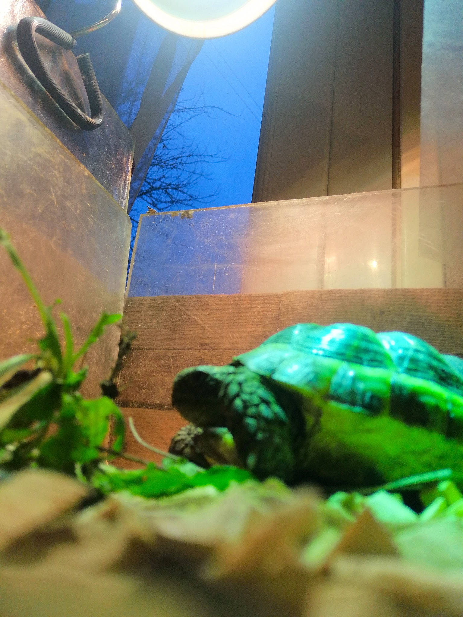 Bétenboite a rejoint le concours — aidez-le/la à gagner de superbes lots ! adaptation, aquarium, common_snapping_turtle, organism, pond_turtle, red_eared_slider, reptile, sea_turtle, tortoise, turtle