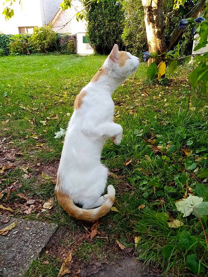 Roudoudhou a rejoint le concours — aidez-le/la à gagner de superbes lots ! aegean_cat, carnivore, cat, european_shorthair, fawn, felidae, garden, grass, lawn, lawn_ornament, plant, small_to_medium_sized_cats, tail, whiskers, yard