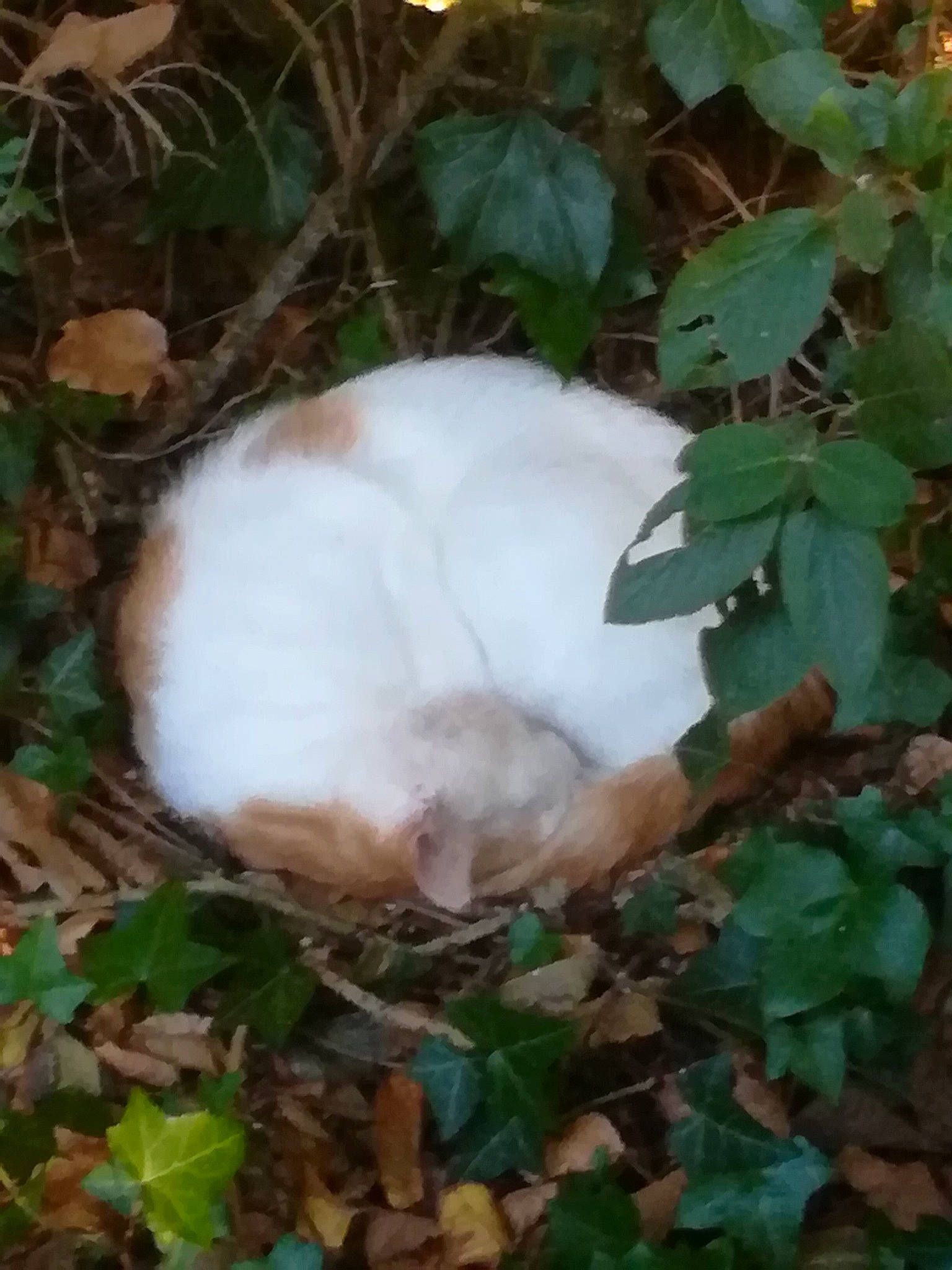 Roudoudou participe au concours pour gagner de l'argent avec cette photo : rabbit