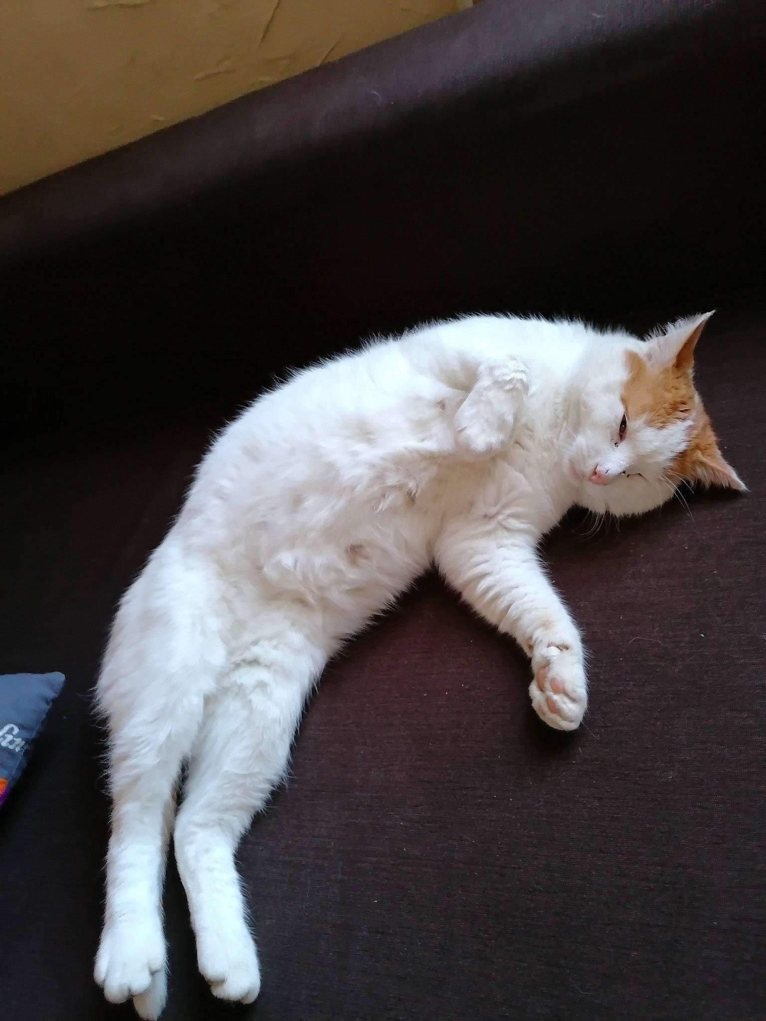 Roudoudou participe au concours pour gagner de l'argent avec cette photo : carnivore, cat, claw, fawn, felidae, fur, kitten, mammal, paw, small_to_medium_sized_cats, tail, turkish_angora, whiskers