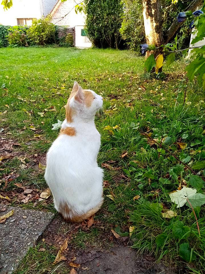 Roudoudou a rejoint le concours — aidez-le/la à gagner de superbes lots ! aegean_cat, carnivore, cat, european_shorthair, felidae, garden, german_rex, grass, plant, small_to_medium_sized_cats, tail, turkish_van, whiskers