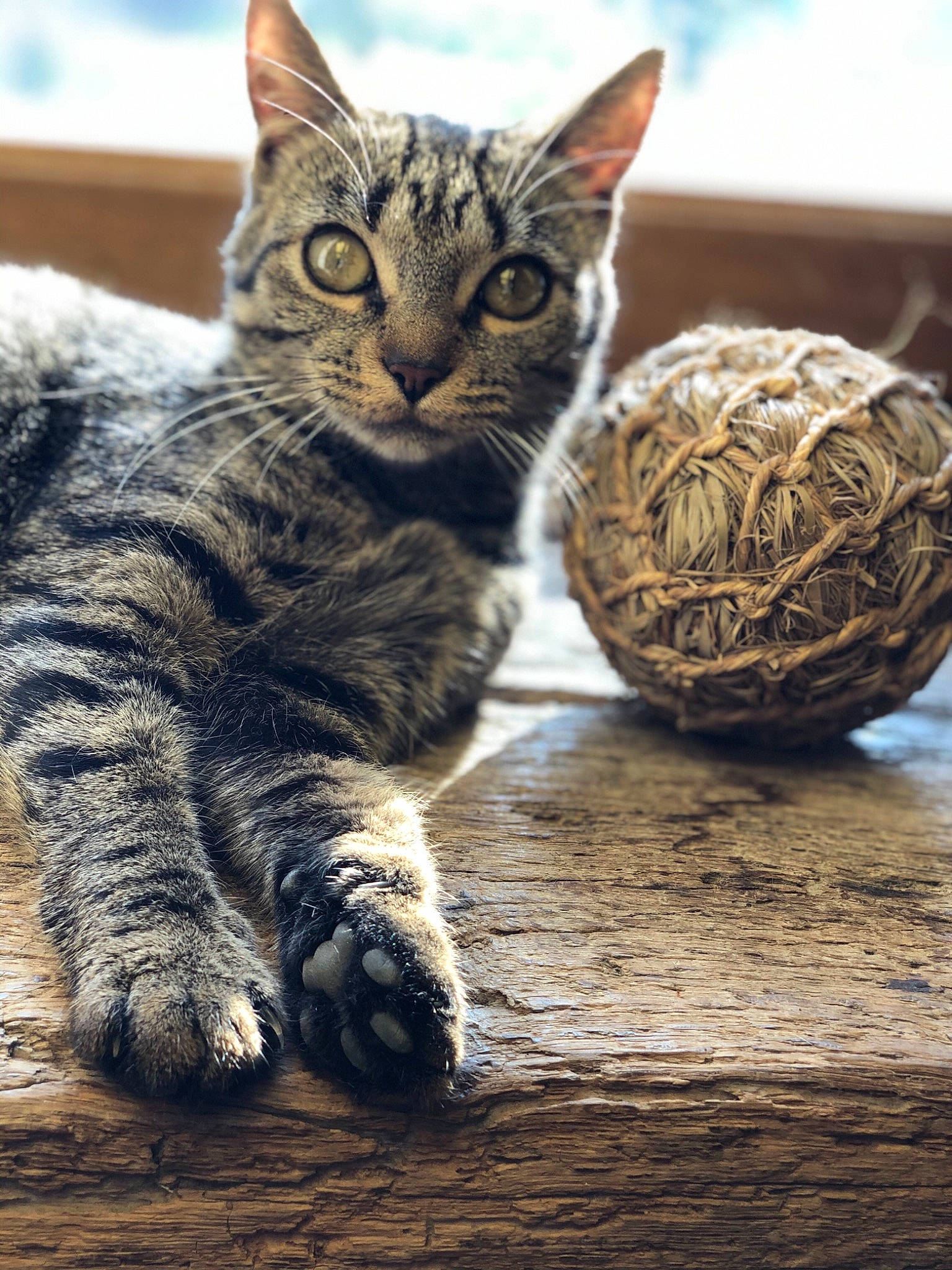Chouchoune participe au concours pour gagner de l'argent avec cette photo : art, carnivore, cat, claw, close_up, cloud, domestic_short_haired_cat, felidae, fur, metal, paw, sitting, small_to_medium_sized_cats, snout, tail, terrestrial_animal, whiskers, wildlife, wood