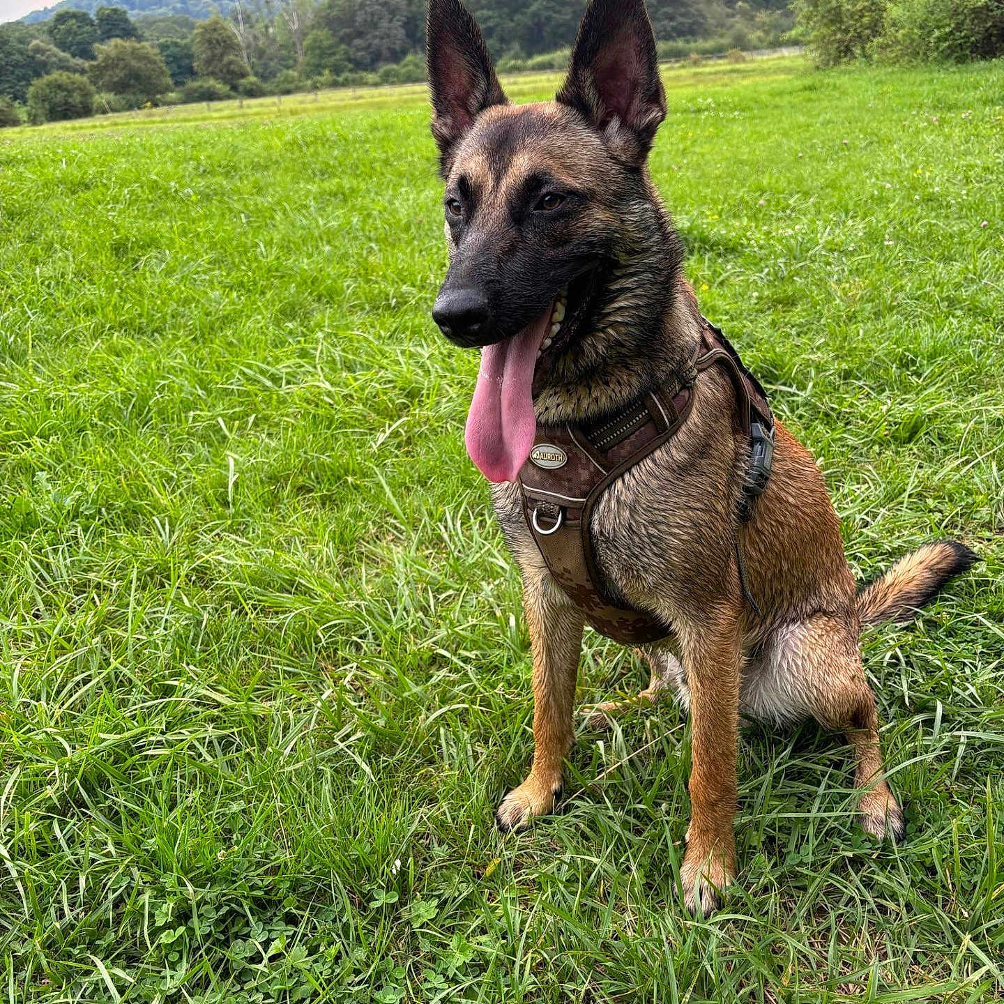Ringo