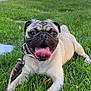 dog, pug, grass, outdoor, pet, animal, tongue, happy, playful, leash, garden, flower, pathway, summer, canine, nature, cute, muzzle, collar, resting