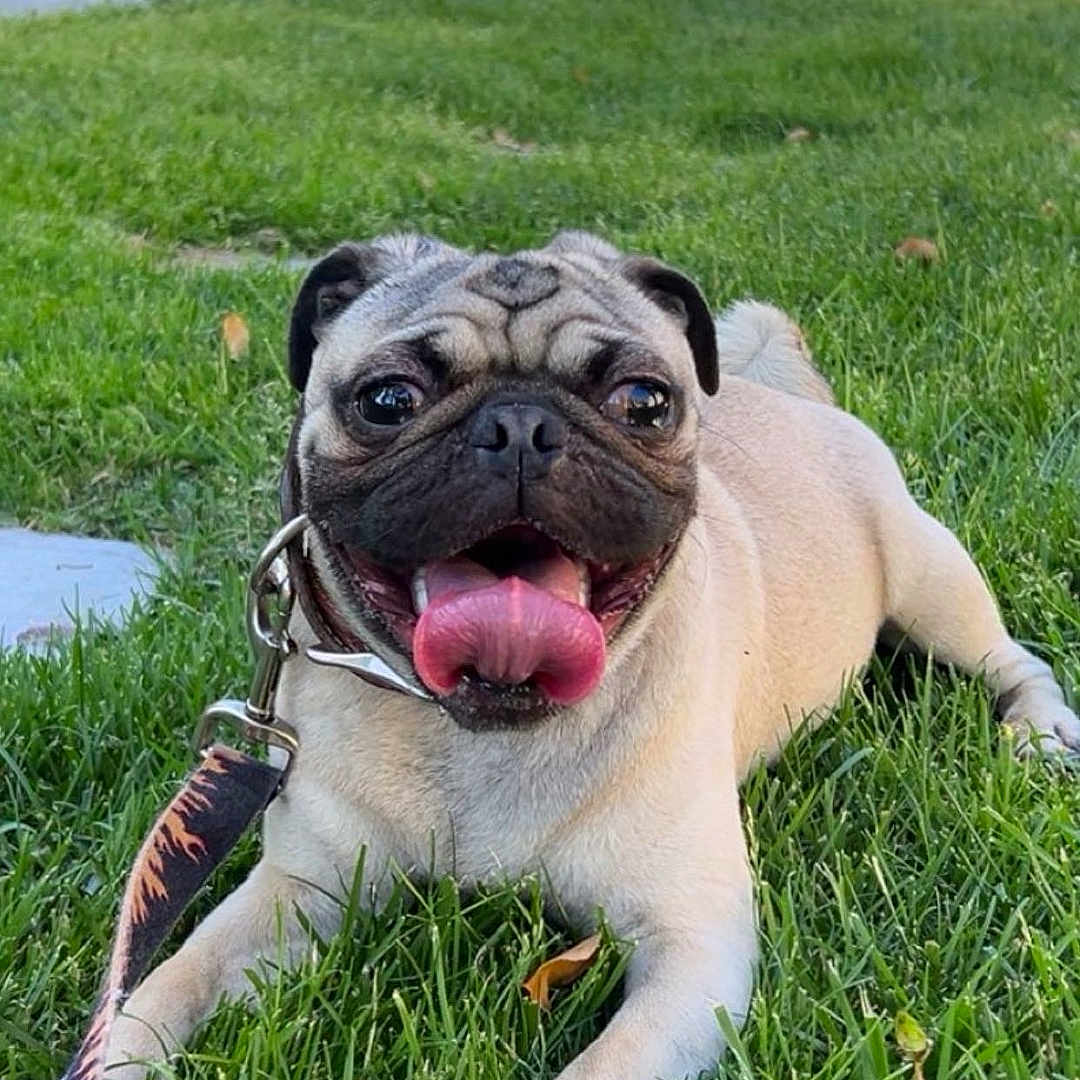 Justin joined the competition — help win amazing prizes! animal, canine, collar, cute, dog, flower, garden, grass, happy, leash, muzzle, nature, outdoor, pathway, pet, playful, pug, resting, summer, tongue