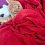 Rija a rejoint le concours — aidez-le/la à gagner de superbes lots ! cat, orange_tabby, sleeping, blanket, red_blanket, plush, toy, white_toy, purple_background, cozy, indoor, pet, fur, cute, relaxing, nap, soft_texture, comfort, resting, animal