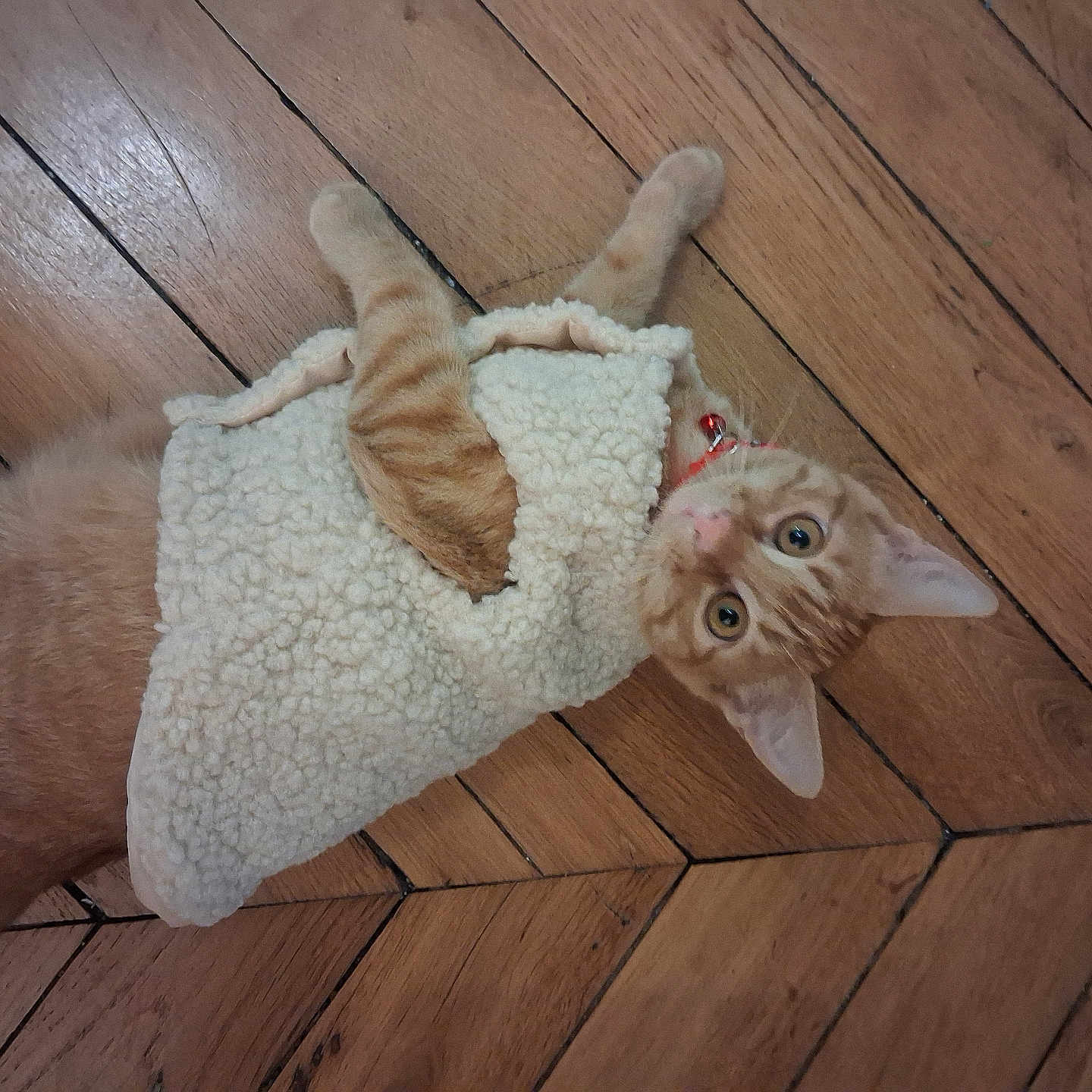 Rija a rejoint le concours — aidez-le/la à gagner de superbes lots ! animal, cat, clothing, collar, cozy, curious, cute, ears, eyes, fleece_vest, floor, fur, home, indoor, lying_down, orange_tabby, pet, playful, whiskers, wooden_floor
