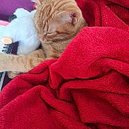 Rija participe au concours pour gagner de l'argent avec cette photo : cat, orange_tabby, sleeping, red_blanket, plush_toy, cozy, resting, indoor, feline, fur, pet, comfort, closeup, soft_texture, blanket, animal, cute, nap, relaxation, domestic