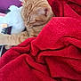 cat, orange_tabby, sleeping, red_blanket, plush_toy, cozy, resting, indoor, feline, fur, pet, comfort, closeup, soft_texture, blanket, animal, cute, nap, relaxation, domestic