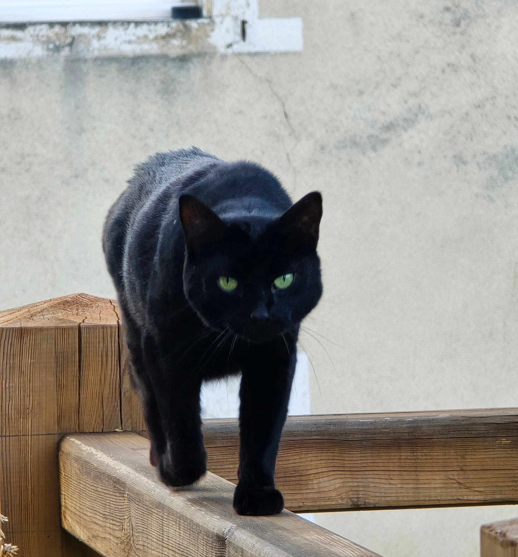 José