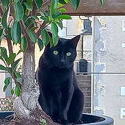 José participe au concours pour gagner de l'argent avec cette photo : animal, background_building, black_cat, bonsai_tree, cat, curious, daylight, feline, garden, green_eyes, green_leaves, nature, outdoor, peaceful, pet, plant_pot, quiet, sitting, tree_trunk, urban