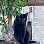 animal, background_building, black_cat, bonsai_tree, cat, curious, daylight, feline, garden, green_eyes, green_leaves, nature, outdoor, peaceful, pet, plant_pot, quiet, sitting, tree_trunk, urban