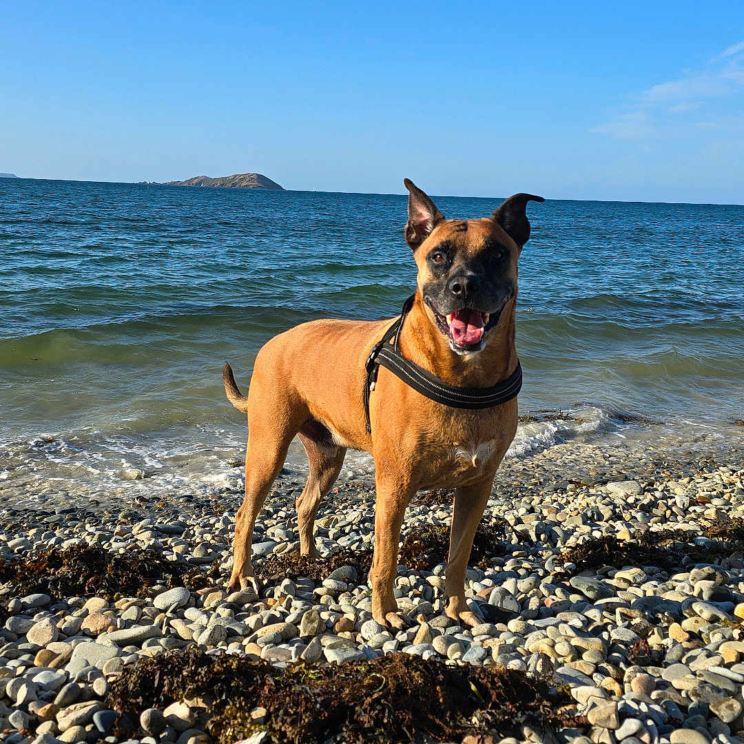 Opium participe au concours pour gagner de l'argent avec cette photo : animal, beach, bulldog, canine, coast, dog, hound, nature, outdoors, pebble, pet, photography, rock, rubble, sea, seawaves, shoreline, summer, water, wood