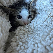 Arlo joined the competition — help win amazing prizes! kitten, cat, animal, pet, fur, eyes, whiskers, blanket, soft, cozy, texture, closeup, cute, indoor, young, face, resting, snuggling, warm, comfort