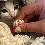 Arlo is registered to the contest to win money with this photo: kitten, paw, human_hand, blanket, nail_art, cozy, close_up, fur, cute, pet, animal, indoor, soft_texture, touching, comfort, warm, fingers, claws, face, curious