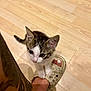 Arlo joined the competition — help win amazing prizes! kitten, cat, foot, sandal, tattoo, wooden_floor, pet, animal, cute, small, curious, indoor, feline, white_paws, striped_fur, looking_up, human_leg, patterned_sandal, closeup, domestic_animal