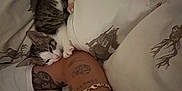 Arlo is registered to the contest to win money with this photo: kitten, cat, tattoo, arm, sleeping, bed, blanket, moose_pattern, cozy, resting, animal, pet, indoor, cute, snuggling, soft_lighting, human, bracelet, comfort, relaxation