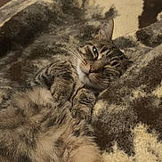 Bingo a rejoint le concours — aidez-le/la à gagner de superbes lots ! cat, tabby, feline, pet, lying_down, cozy, fur, whiskers, blanket, relaxed, cute, animal, sleepy, domestic_cat, soft, resting, indoors, striped, mammal, closeup