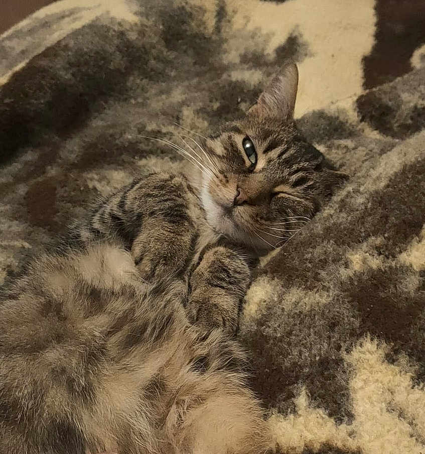 Bingo a rejoint le concours — aidez-le/la à gagner de superbes lots ! cat, tabby, feline, pet, lying_down, cozy, fur, whiskers, blanket, relaxed, cute, animal, sleepy, domestic_cat, soft, resting, indoors, striped, mammal, closeup