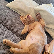 Grogu is registered to the contest to win money with this photo: animal, couch, cozy, cute, dog, fur, handbag, home, indoor, nap, nose, paw, pet, pillows, pink, puppy, relaxation, rest, sleeping, tail