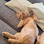 animal, couch, cozy, cute, dog, fur, handbag, home, indoor, nap, nose, paw, pet, pillows, pink, puppy, relaxation, rest, sleeping, tail