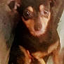 animal, blurry, brown_dog, canine, close_up, companion, cute, dog, domestic_animal, eyes, face, friendly, fur, grainy, indoor, looking_up, mammal, pet, portrait, small_dog