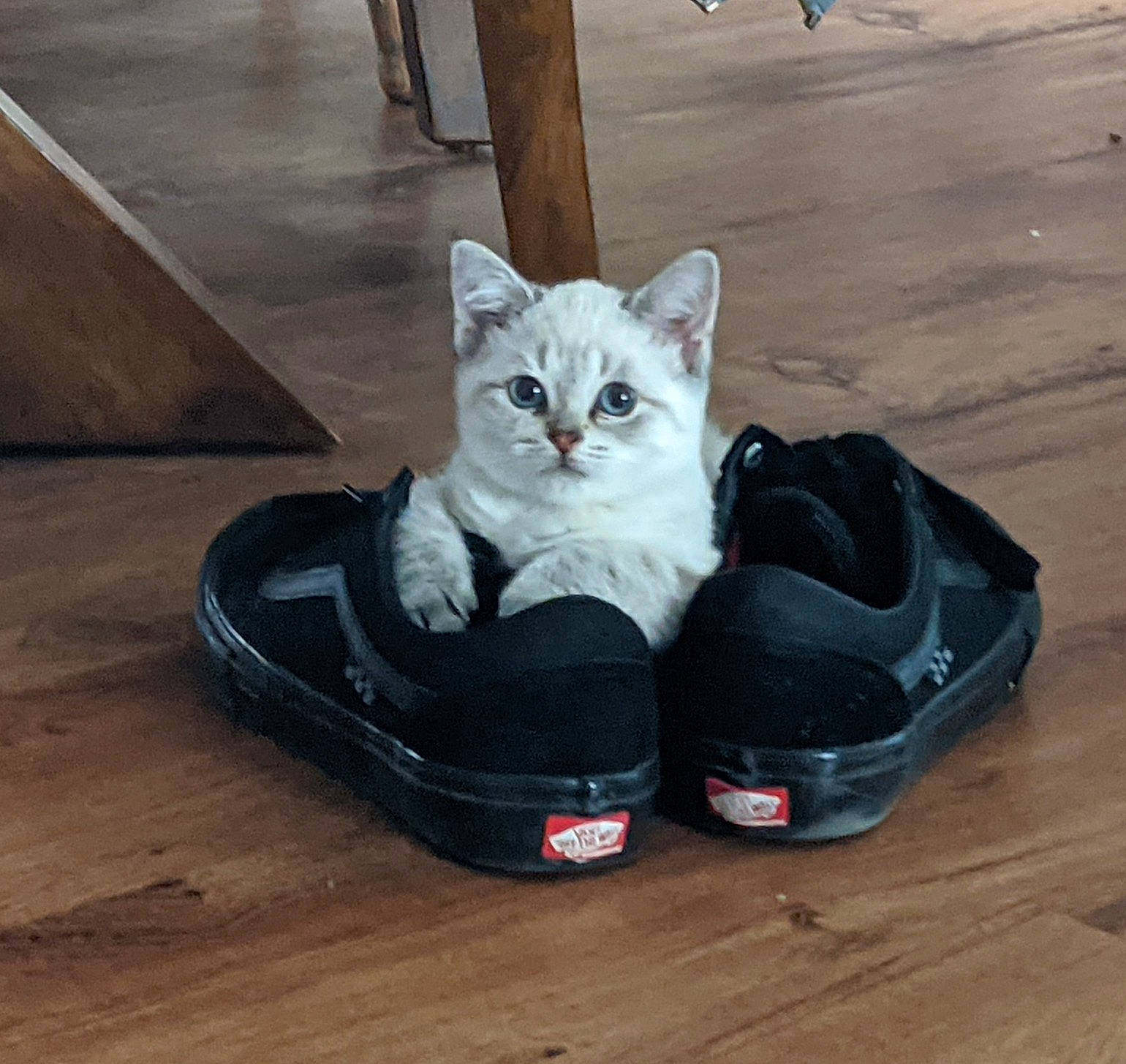 Turnip joined the competition — help win amazing prizes! athletic_shoe, automotive_tire, carnivore, cat, comfort, felidae, flooring, grey, hardwood, outdoor_shoe, rim, road_surface, shoe, small_to_medium_sized_cats, sneakers, sportswear, walking_shoe, whiskers, white, wood