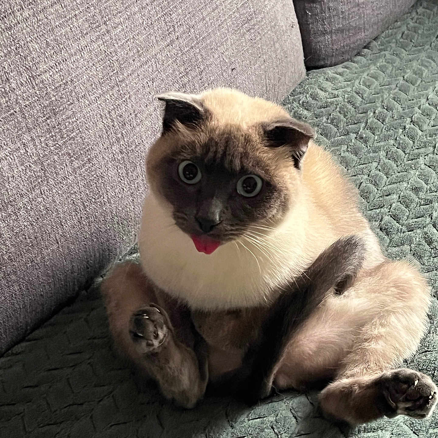 Ria a rejoint le concours — aidez-le/la à gagner de superbes lots ! animal, architecture, bodypart, building, cat, chair, couch, cushion, furniture, homedecor, indoors, kitten, livingroom, manx, mouth, person, pet, room, siamese, tongue