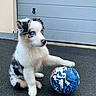 Arrow participe au concours pour gagner de l'argent avec cette photo : puppy, dog, blue_eyes, soccer_ball, playing, outdoor, pavement, fur, pet, young_dog, black_and_white, curious, sitting, paw, garage_door, animal, cute, small, companionship, domestic_animal