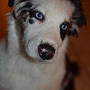 Arrow participe au concours pour gagner de l'argent avec cette photo : dog, blue_eyes, white_fur, black_spots, close_up, pet, animal, canine, portrait, curious, indoor, fluffy, muzzle, ears, nose, fur, looking, cute, young, friendly