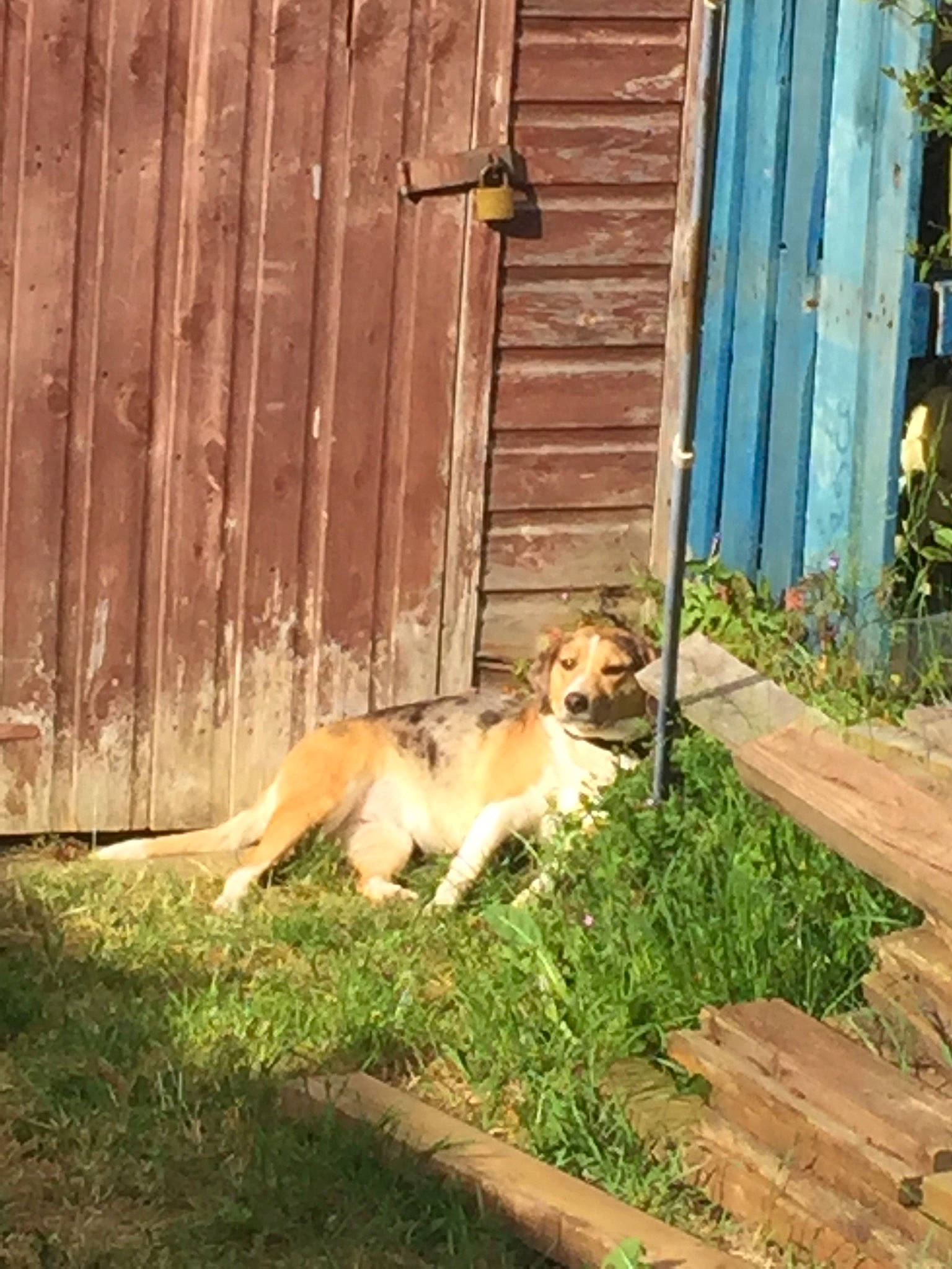 Pip is registered to the contest to win money with this photo: backyard, canidae, carnivore, companion_dog, dog, dog_breed, fawn, grass, mammal, tail