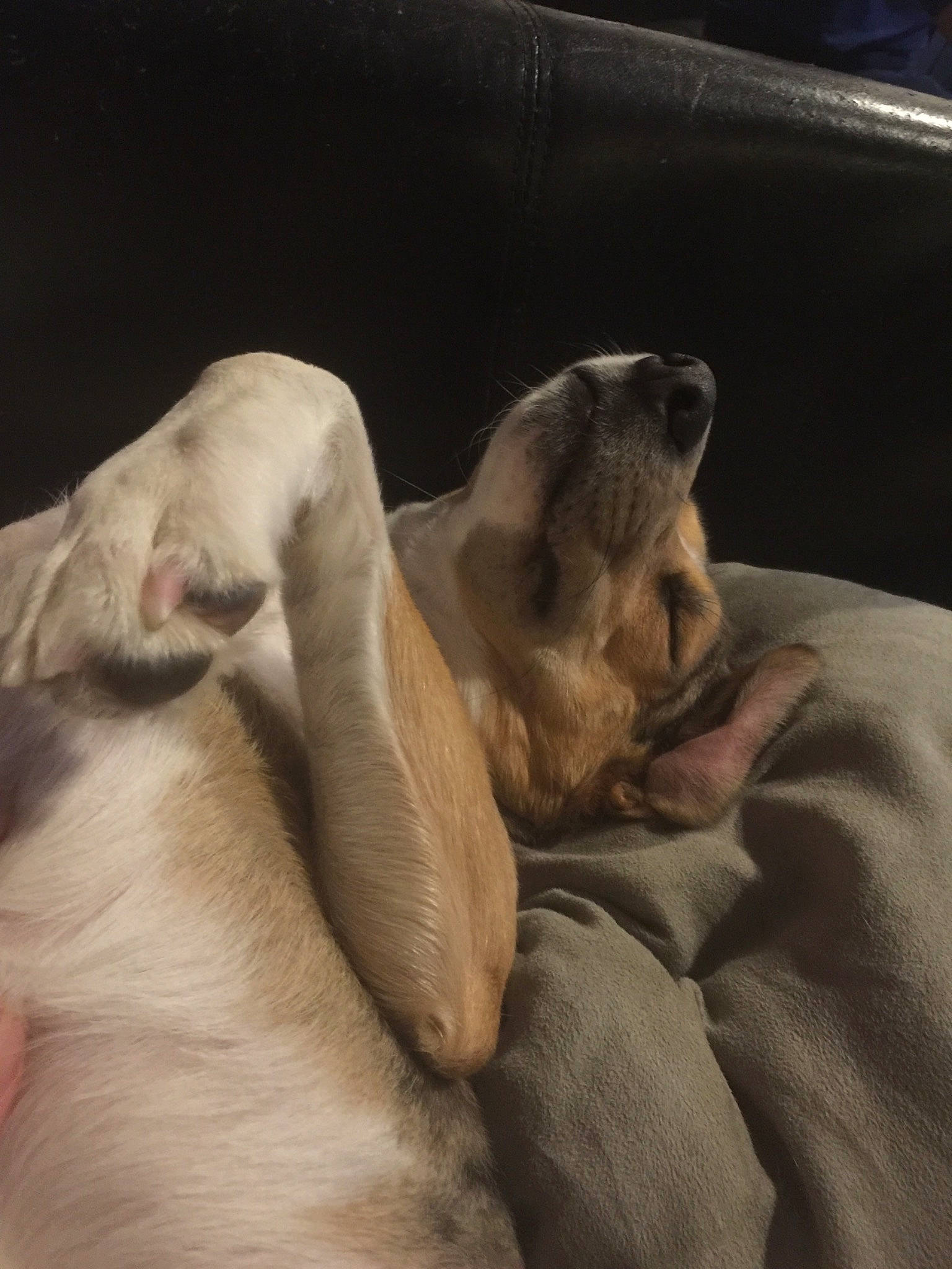 Pip joined the competition — help win amazing prizes! canidae, carnivore, dog, dog_breed, fawn, italian_greyhound, nap, non_sporting_group, paw, puppy, puppy_love, snout, sporting_group, weimaraner