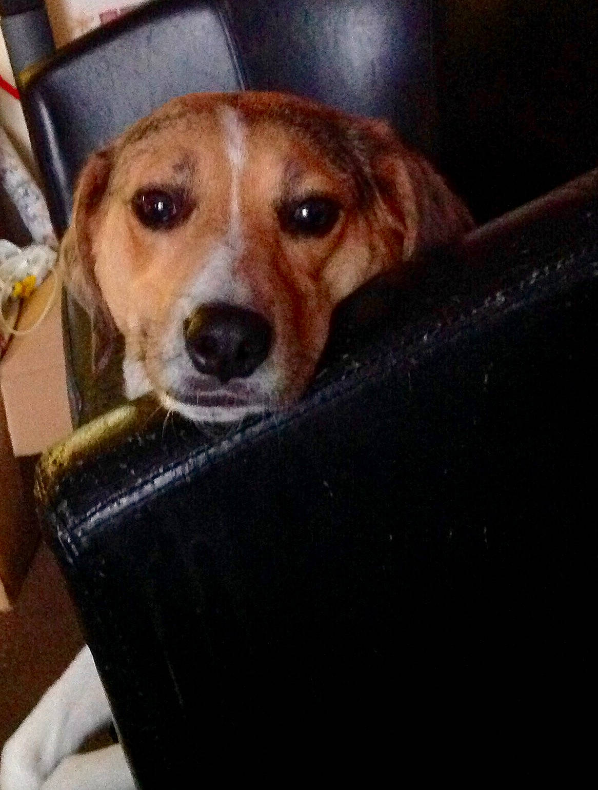 Pip joined the competition — help win amazing prizes! beagador, beagle, canidae, carnivore, companion_dog, dog, dog_breed, eye, golden_retriever, harrier, mammal, puppy, rare_breed_dog, snout, sporting_group, whiskers