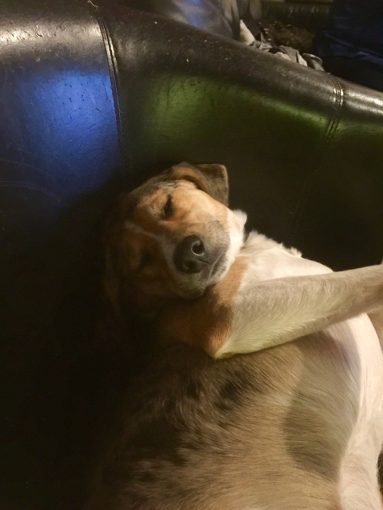 Pip joined the competition — help win amazing prizes! canidae, carnivore, ear, eye, fawn, fur, mouth, nose, organism, primate, puppy, sloth, snout, sporting_group, wildlife, zoo