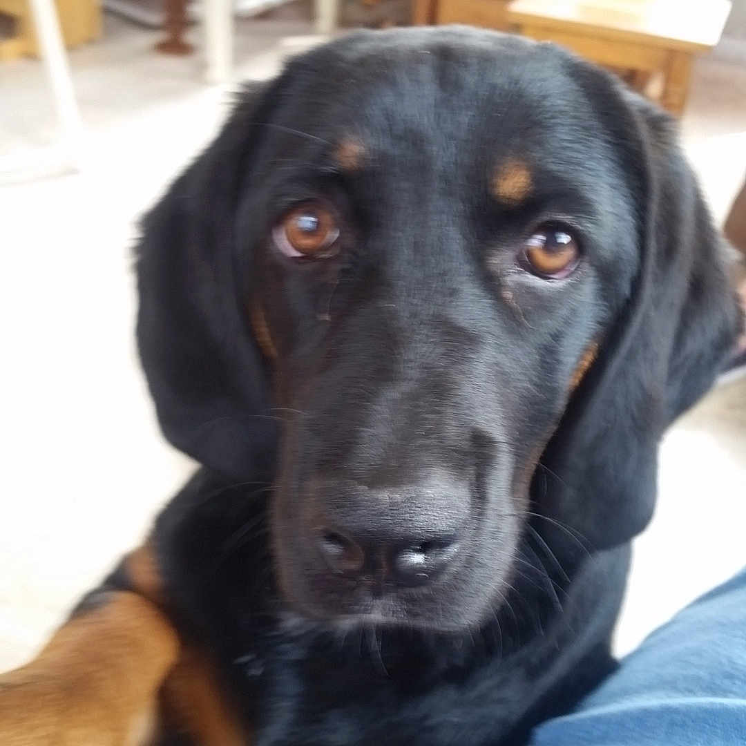 Bella joined the competition — help win amazing prizes! animal, black_dog, books, brown_dog, brown_eyes, canine, close_up, companion, cozy, curious, dog, domestic, furniture, indoor, jeans, paws, pet, portrait, table, wooden_chair