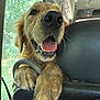 Uby participe au concours pour gagner de l'argent avec cette photo : dog, golden_retriever, car_interior, window, smiling, tongue_out, paw, seat, happy, close_up, pet, travel, nature_blur, daylight, canine, fur, head, animal, transportation, vehicle