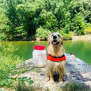 Uby participe au concours pour gagner de l'argent avec cette photo : golden_retriever, dog, life_jacket, water, river, trees, greenery, outdoor, nature, wet_dog, sunlight, rock, smiling, canine, pets, summer, adventure, happy, animal, daylight