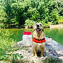 golden_retriever, dog, life_jacket, water, river, trees, greenery, outdoor, nature, wet_dog, sunlight, rock, smiling, canine, pets, summer, adventure, happy, animal, daylight